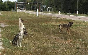 Diferencias genéticas de los perros de Chernóbil no son por mutaciones