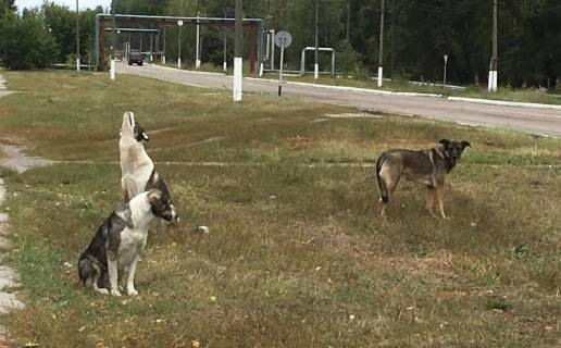 Diferencias genéticas de los perros de Chernóbil no son por mutaciones