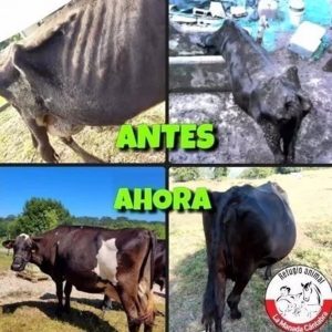 La Manada Cántabra tratará hoy de evitar la devolución de cinco vacas "maltratadas" a su dueño