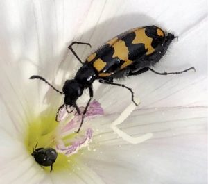 Investigadores de la UGR actualizan el catálogo de la biodiversidad de artrópodos endémicos en Sierra Nevada