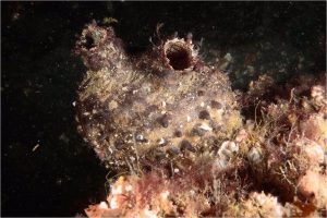 Detectan en aguas de gallegas una nueva especie exótica con potencial invasor originaria del norte de África