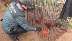 Localizado en Tudela (Valladolid) un criadero ilegal de gallos combatientes con 136 ejemplares