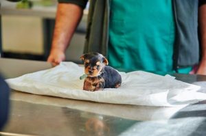 El Centro de Sanidad y Bienestar Animal de Sadeco registra 1.002 adopciones en 2024, un descenso del 16,4%