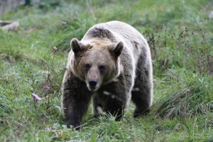 Cantabria aprobará el Plan de Recuperación del Oso antes de que acabe la legislatura