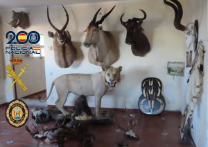 Incautados 135 trofeos cinegéticos disecados de especies protegidas en Platja d'Aro (Girona)