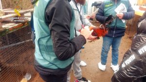 Investigan a uno de los propietarios de los gallos virales de Valladolid por un delito contra los animales