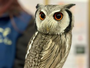  Impulsan terapias asistidas con aves en centros de educación especial