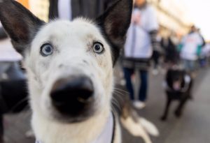 El plazo para pedir las ayudas de la Junta para gastos de adopción de animales de compañía abandonados abre este sábado