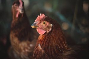 Igualdad Animal dice que las medidas de Agricultura por el riesgo de gripe aviar van en detrimento del bienestar animal