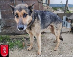 Investigados en Andosilla por lesiones causadas por su perro y en Lodosa por abandono de animal