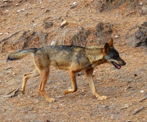 Los lobos ibéricos tendrían una 