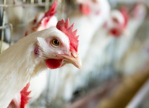 Agricultura adopta nuevas medidas de protección ante la gripe aviar
