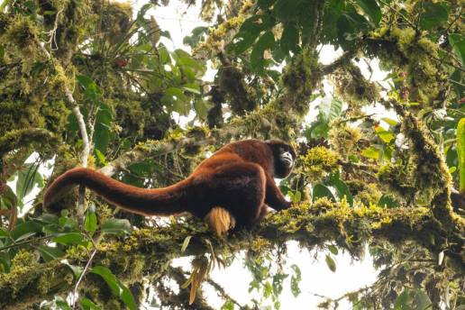Misión: proteger a un mono de cola amarilla para salvar al mundo