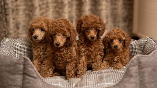 La Real Sociedad Canina de España lanza una campaña  para alertar sobre el peligro creciente de los pedigríes falsos