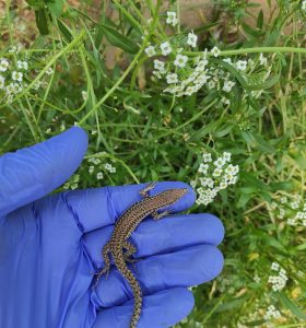 La Junta estudia el uso de reptiles en invernaderos de Almería para el control biológico de plagas