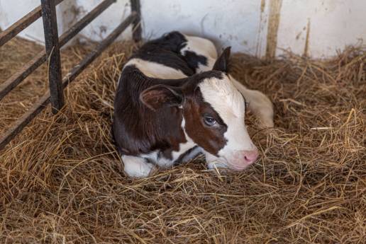 El pH salival, pero no la conductividad, es un indicador de diarrea en terneros neonatos