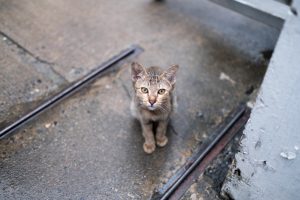 Imputados dos jóvenes de Ciutadella (Menorca) por maltratar a un gato y difundirlo en un vídeo
