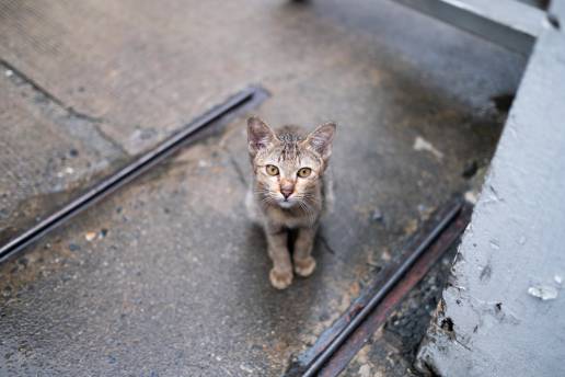 Imputados dos jóvenes de Ciutadella (Menorca) por maltratar a un gato y difundirlo en un vídeo