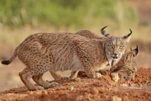El lince ibérico conquista dos nuevos territorios en Palencia y Cuenca y da un paso decisivo para su conservación, según WWF