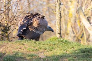 Cantabria apoya a la Fundación para la Conservación del Quebrantahuesos para recuperar la especie en la región