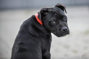 La Federación Dean denuncia que la ordenanza de animales peligrosos de Ruente vulnera la norma estatal