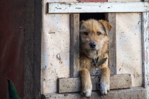 La Comunidad aumentó un 8,8% las adopciones de animales de compañía y redujo un 3% los abandonos de perros