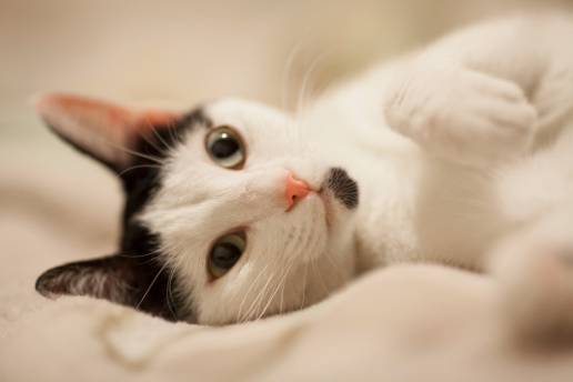 Un estudio piloto no aleatorizado para probar la viabilidad de desarrollar una escala de fragilidad para gatos domésticos