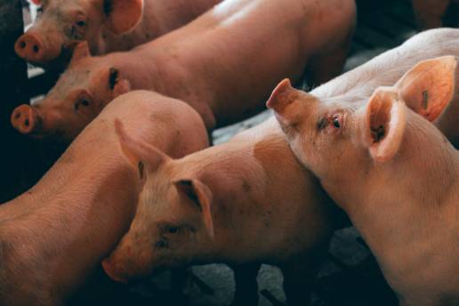 Uso de analitos en saliva como modelo predictivo para detectar enfermedades en el cerdo: un estudio piloto