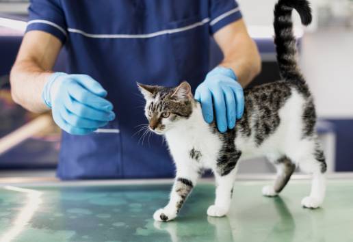 Eficacia de una formulación tópica que combina fipronil, moxidectina y praziquantel (Banni3) en el control de la infestación por pulgas en gatos