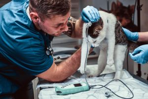 PACMA se reúne con Sumar para pedir la bajada del IVA veterinario y la desgravación de las facturas veterinarias