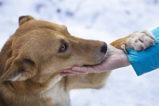 Impacto de Saccharomyces cerevisiae en la microbiota intestinal de perros con disbiosis inducida por antibióticos