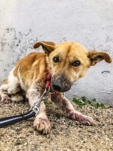 Investigadas 42 personas tras rescatar 195 animales maltratados en la provincia de Málaga