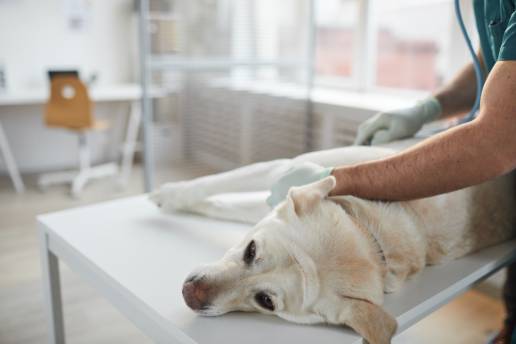 Evaluación retrospectiva de la autotransfusión con un dispositivo ahorrador de células frente a la alotransfusión en el tratamiento perioperatorio del hemoperitoneo agudo en 43 perros (2017-2021)