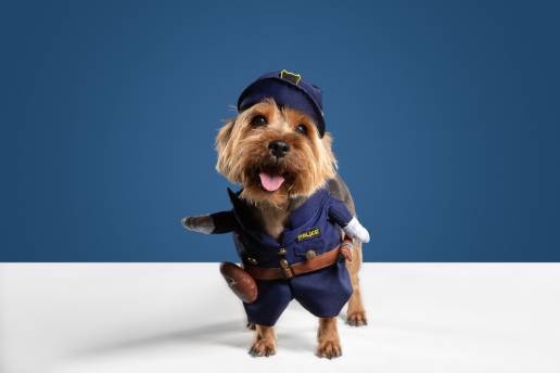 Torrelavega celebrará un Carnaval de mascotas con desfile, títeres y mercadillo solidario