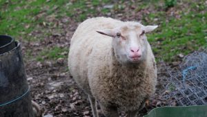Denunciado por maltrato animal un miembro de una entidad animalista de Torregrossa (Lleida)