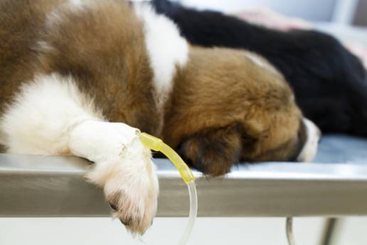 Descripción y evaluación biomecánica de la técnica modificada de gastropexia percutánea asistida por laparoscopia en perros