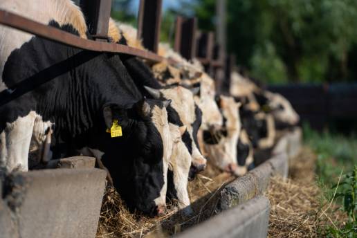 Aislamiento y características moleculares del genotipo D2 de Aichivirus D en ganado lechero en China