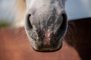 Condenan a dos ganaderos de Melide por desnutrir y maltratar a sus caballos y dejar morir a 30 ejemplares