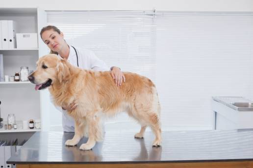 Análisis retrospectivo de guías de perforación personalizadas impresas en 3D y uso de placas de titanio en la estabilización de la columna vertebral de once perros