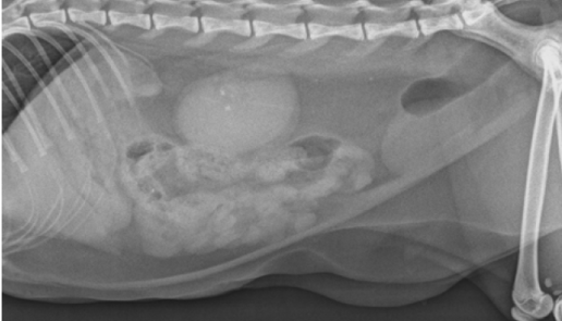 Caso clínico: Implantación de dos catéteres de bypass ureteral SUB en gato