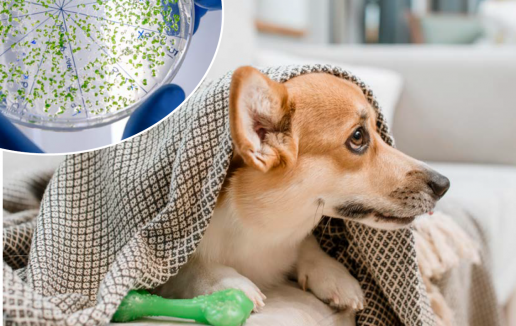 Diarreas Caninas Asociadas a Bacterias