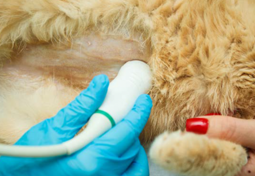Tratamiento de la Pancreatitis en Perros y Gatos