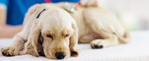 La Real Sociedad Canina advierte de que la esterilización temprana en perros aumenta el riesgo de padecer ciertos trastornos articulares y cáncer