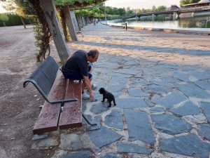 Colegios de Veterinarios advierten del bajo porcentaje de vacunación de perros y gatos y en C-LM