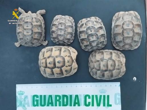 Investigado en Elche por la tenencia ilegal de 18 tortugas en peligro de extinción y vulnerables