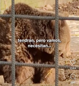 Pacma urge al Ayuntamiento de León el traslado de los osos del Coto Escolar por su "precaria" situación