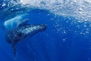 El canto de la ballena es estructuralmente similar al lenguaje humano