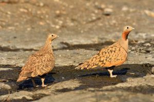 IU pide al Gobierno de Aragón planes de conservación y recuperación para proteger a las aves esteparias