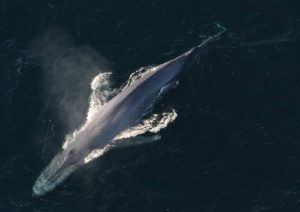 Las ballenas fertilizaban con sus excrementos los océanos del pasado