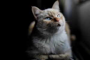 El Colegio de Veterinarios apoya el cierre simbólico de sus centros este martes
